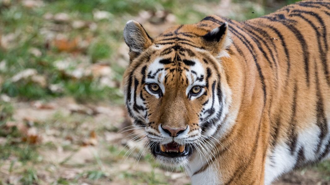 猛虎獠牙显威猛，4K高清壁纸捕捉野生动物之美，3840x2160分辨率下载