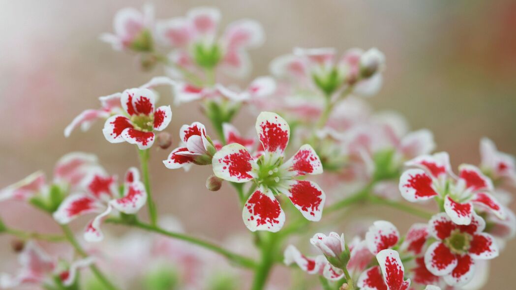 绝美花朵花瓣4K壁纸，红白交织，植物之美尽在眼前，高清3840x2160下载