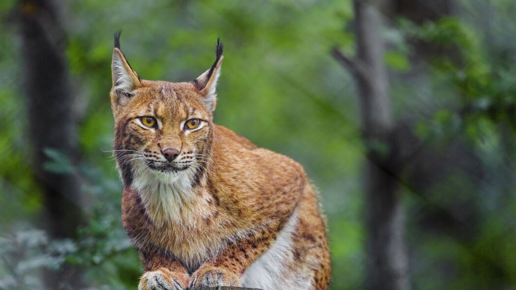 山猫捕食者风采，绝美4K大猫野生动物壁纸，3840x2160高清下载