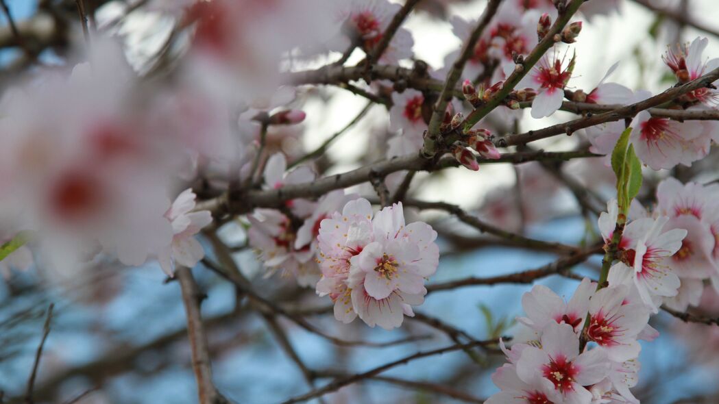 樱花盛放，高清4K壁纸，树枝花瓣细节尽在眼前，3840x2160超高清下载