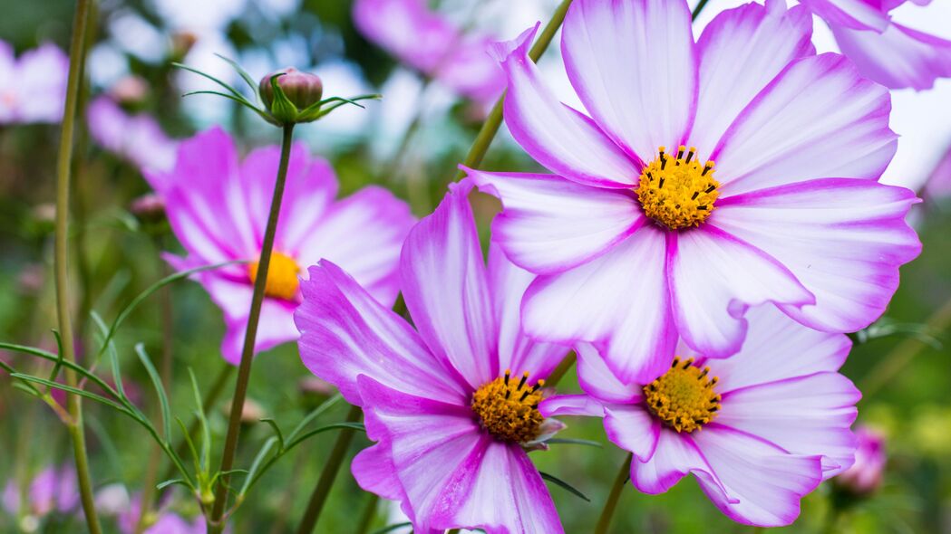 Kosmeya紫花宏观之美，4K高清壁纸，3840x2160分辨率，惊艳花瓣细节