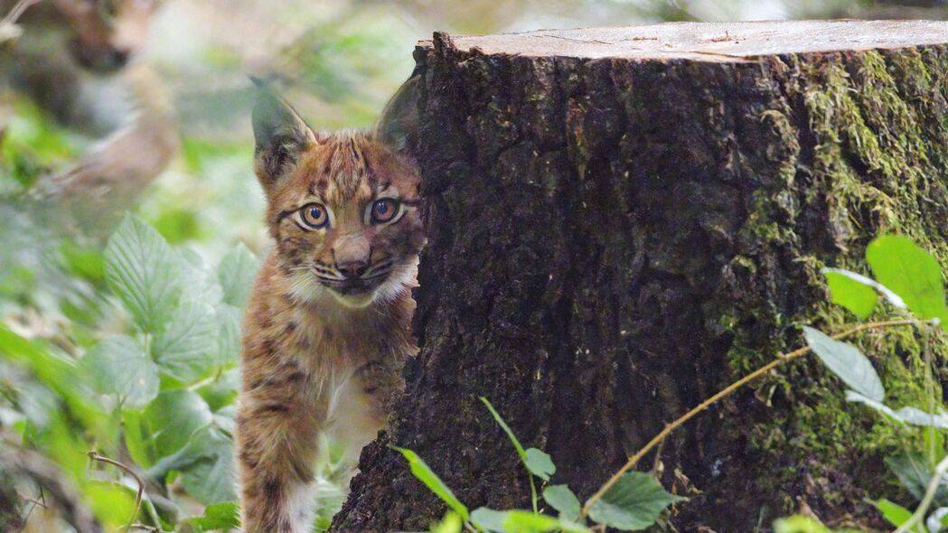 山猫小猫萌态一瞥，精选野生动物4K高清壁纸，3840x2160分辨率，可爱至极！