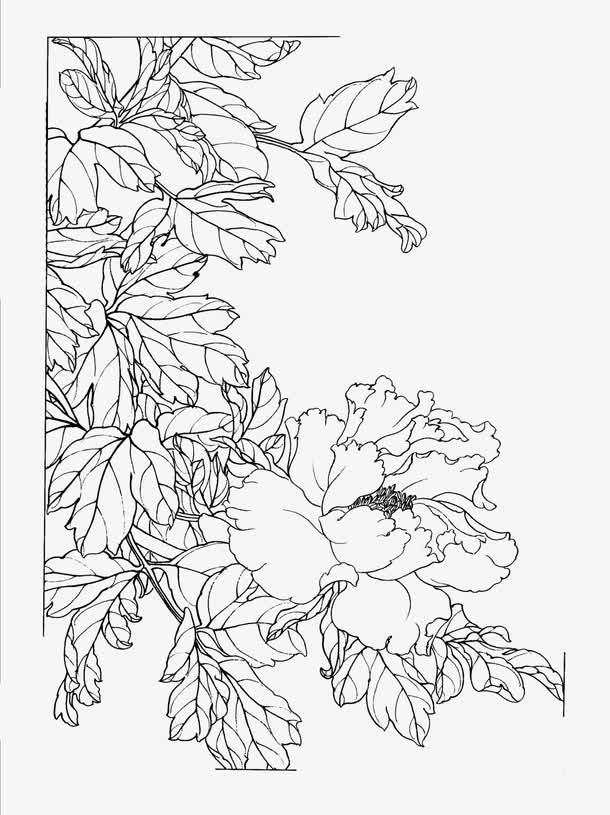 牡丹花手绘白描PNG透明图片，高清装饰元素与植物设计素材下载