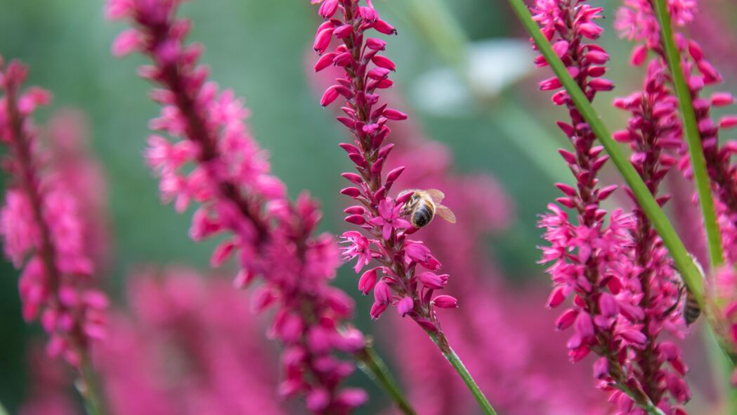 蜜蜂与花之舞，粉红昆虫世界，超清4K植物壁纸（3840x2160）