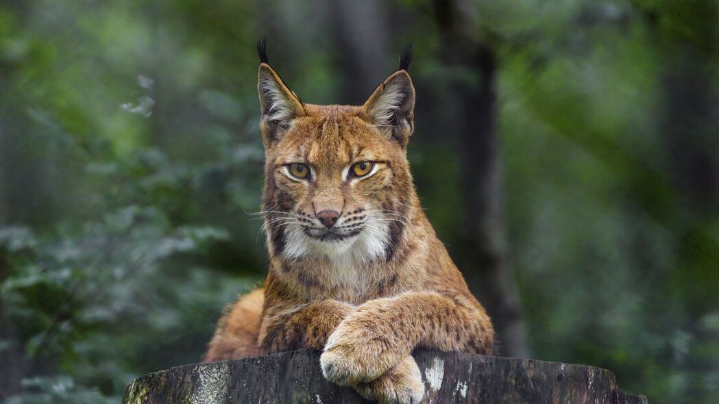 山猫捕食者惊艳一瞥，高清4K大猫壁纸，3840x2160分辨率，免费下载