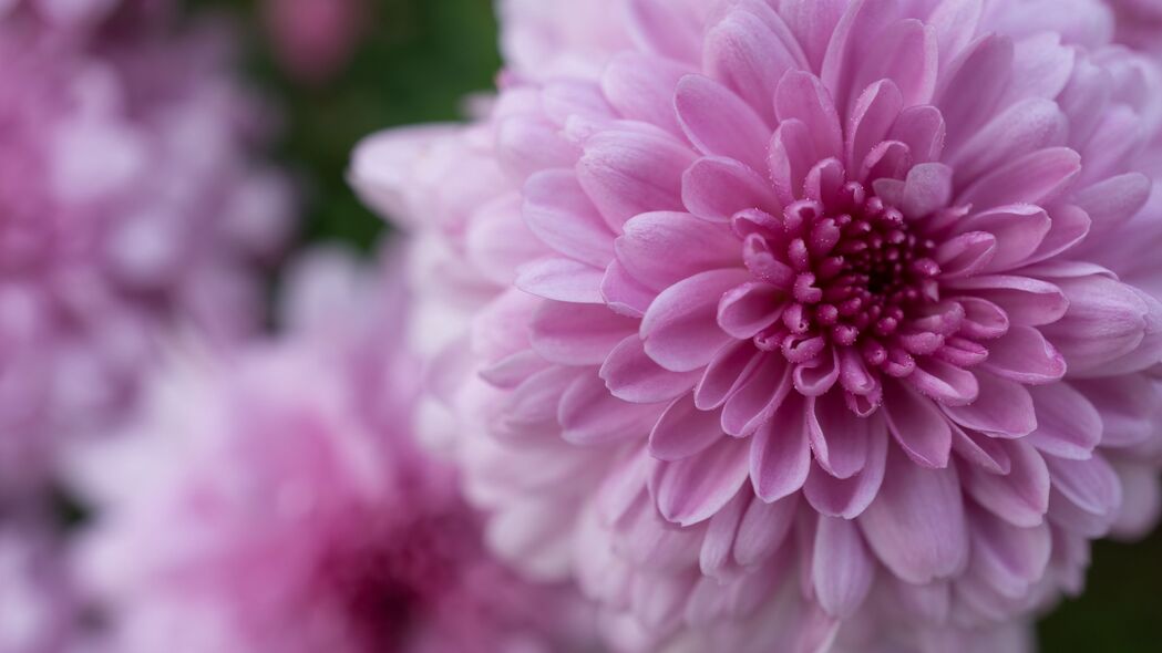 大丽花4K高清壁纸，粉红色花瓣滴落之美，3840x2160超清下载