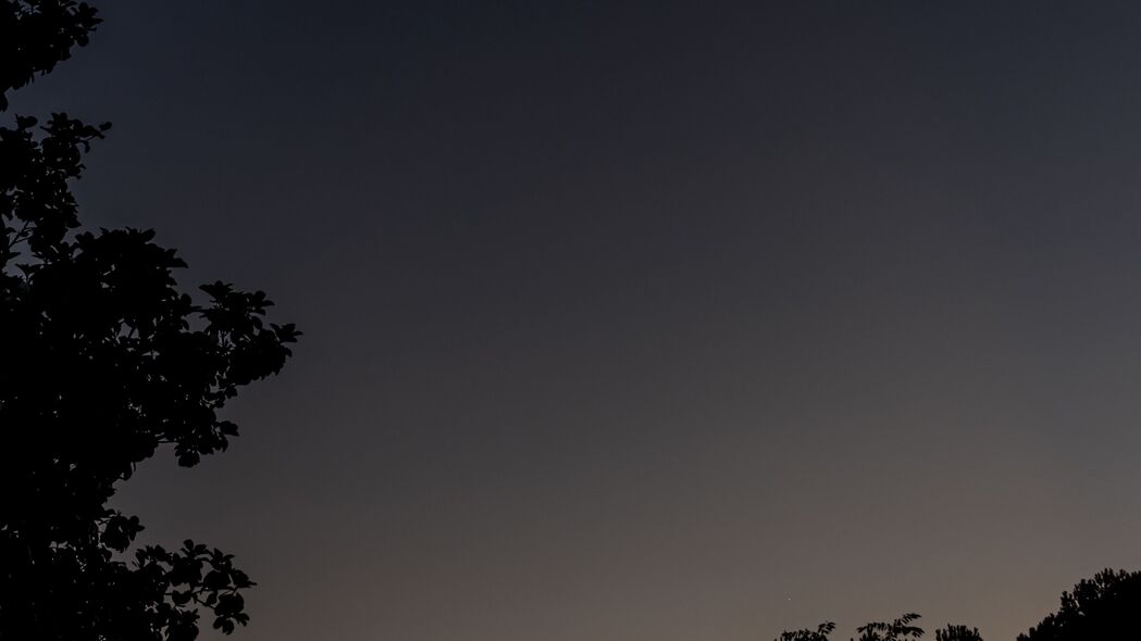 夜晚深色天空下，树影剪影4K壁纸，高清3840x2160背景图片免费下载
