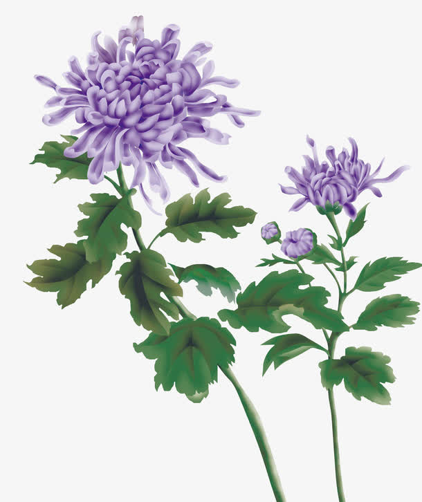 紫色菊花工笔画高清PNG素材，透明装饰元素，设计必备之选