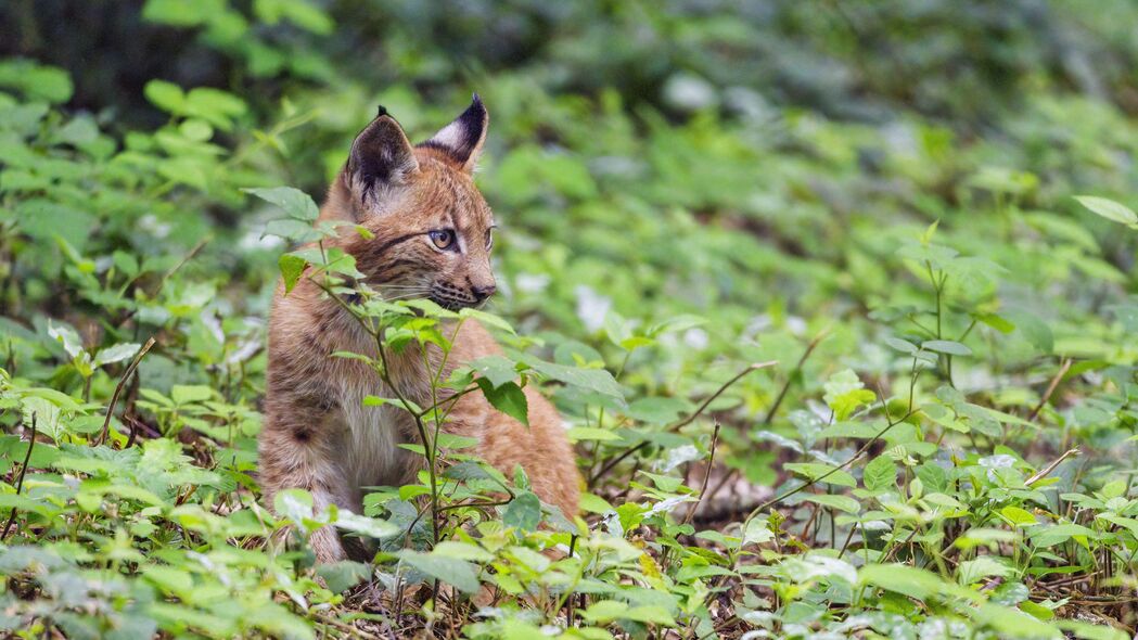 山猫捕食者大猫高清4K壁纸，3840x2160野生动物图片下载