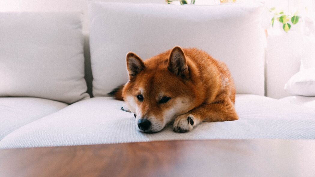Shiba Inu狗狗高清4K壁纸，放松时光，3840x2160宠物美图下载