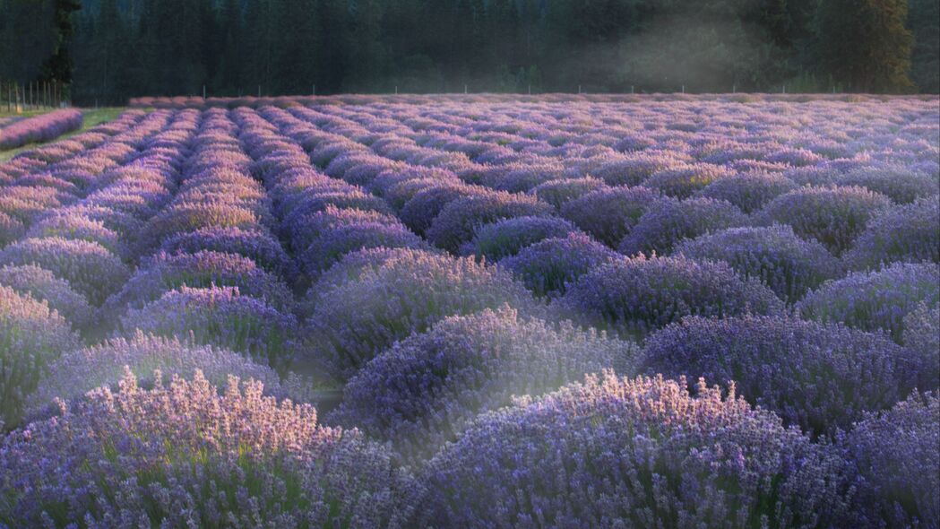 薰衣草花海田园风光，4K超清壁纸，3840x2160高清下载