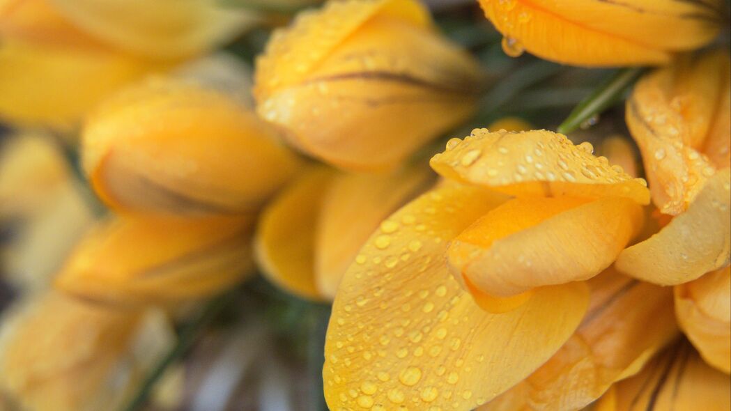 郁金香花瓣水滴之美，高清黄色4K宏观壁纸，3840x2160超高清下载