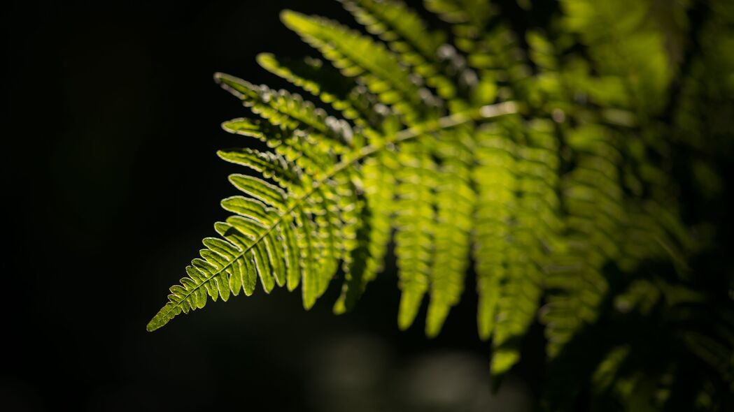 蕨类植物叶子微距特写，深绿4K高清壁纸，3840x2160超清背景图片下载
