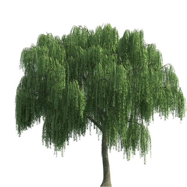 清明节气水墨柳树PNG，高清透明动植物元素，植物图片设计素材下载
