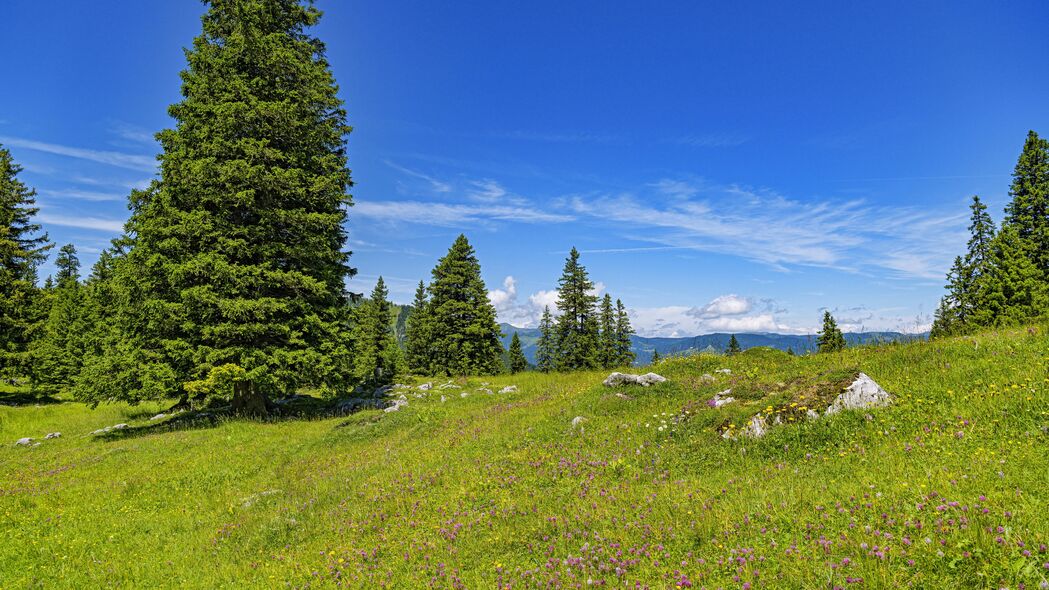 森林秘境，高清4K自然景观，3840x2160超清树木壁纸下载