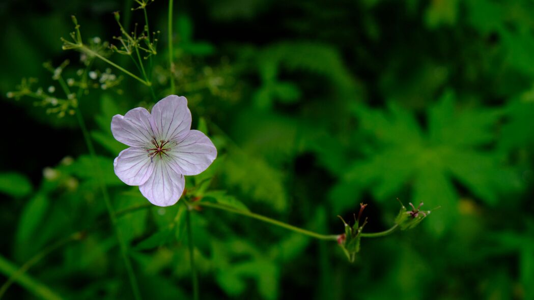 野生紫色花宏植物4K高清壁纸，3840x2160超清背景图片下载