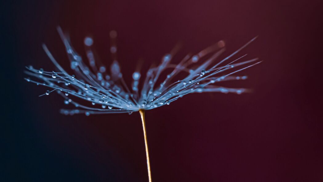 蒲公英绒毛水滴之美，高清4K宏观壁纸，3840x2160分辨率下载