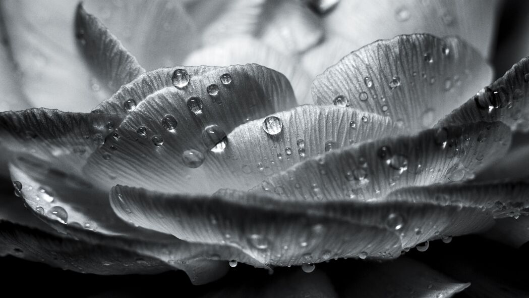 花瓣滴湿之美，宏观视角下的黑白艺术，超高清4K壁纸3840x2160免费下载