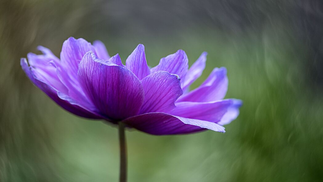 绝美紫色莲花花瓣宏观视角，4K超高清壁纸，3840x2160分辨率，免费下载