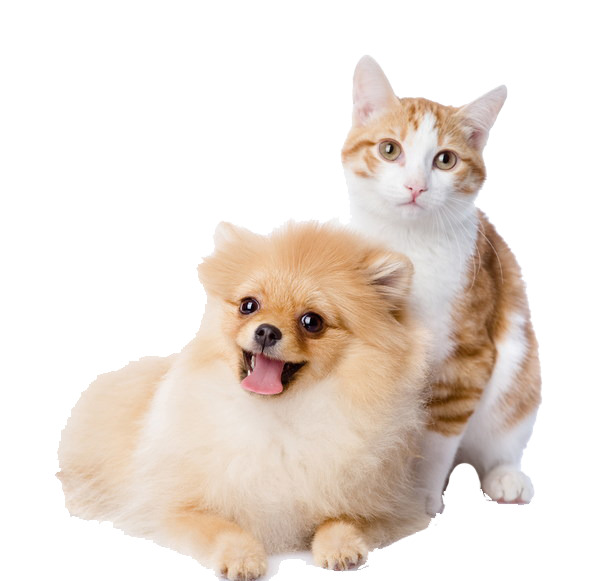 小猫小狗PNG透明图，动植物元素设计素材，高清下载