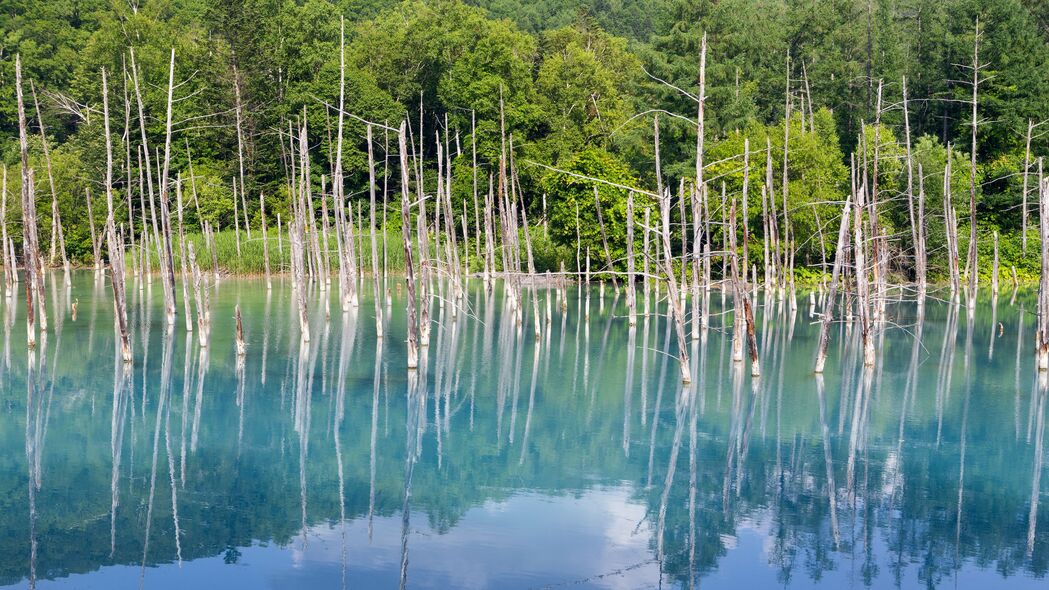 森林湖泊美景4K壁纸，树枝干燥，湖面反射自然，高清3840x2160下载