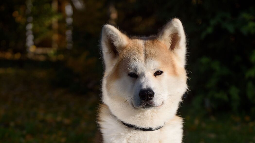 萌宠一瞥，超可爱柴犬4K壁纸，3840x2160高清大图下载