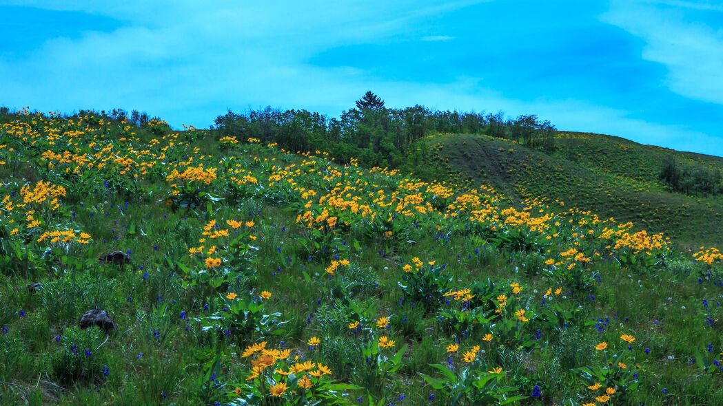 4K超清野花风景，田野山丘自然美景壁纸，3840x2160高清下载