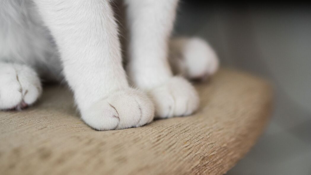 猫爪蓬松可爱，精选4K高清壁纸，3840x2160分辨率，动物图片下载