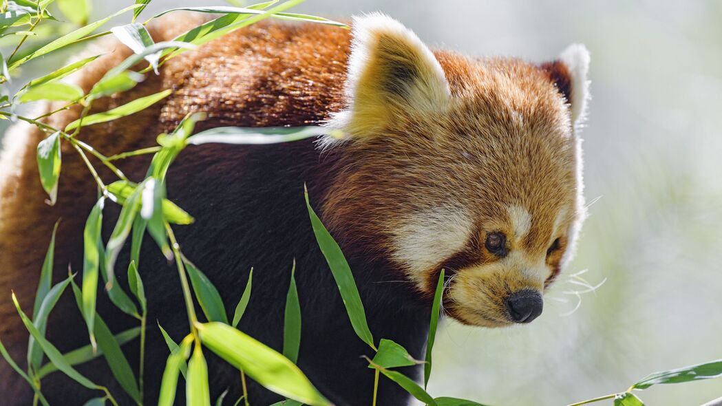 红熊猫惊艳瞬间，高清4K动物壁纸，树叶背景，3840x2160超清下载