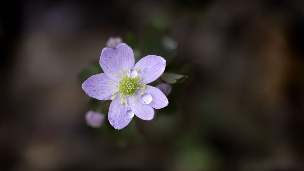 花朵绽放之美，水滴晶莹花瓣细腻，高清4K宏观壁纸，3840x2160超清下载