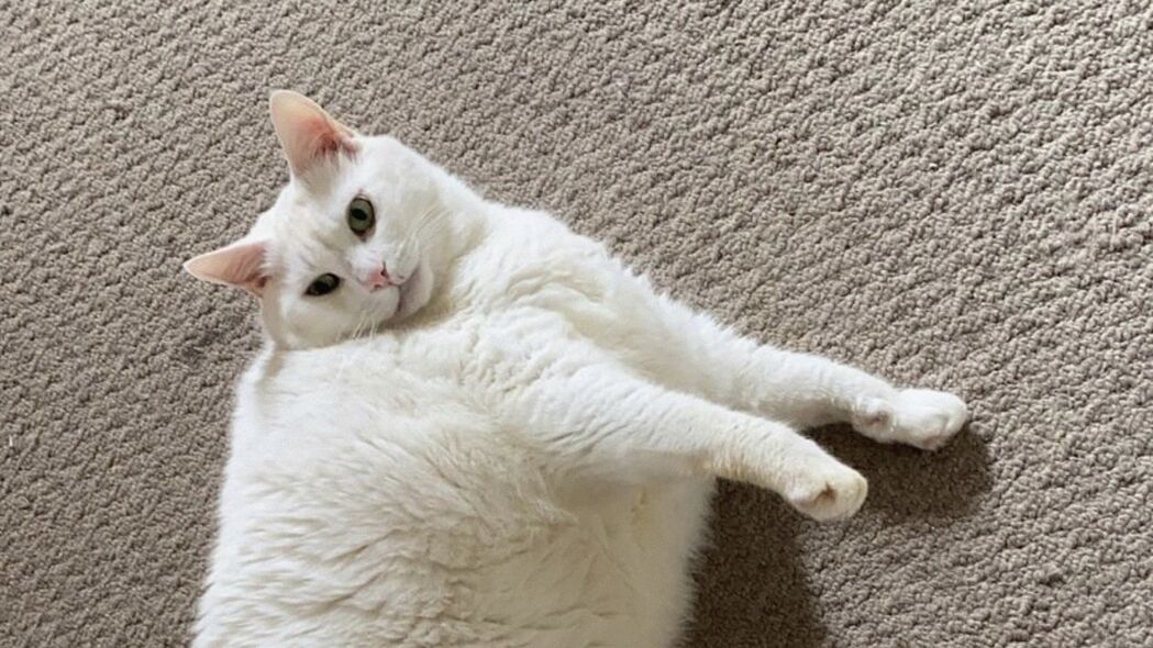 国王灌篮肥猫，萌态可掬的白色宠物猫4K高清壁纸，3840x2160分辨率，免费下载动物图片精选