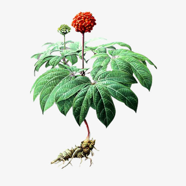 三七花高清PNG透明图片，精美植物装饰元素，设计素材一键下载