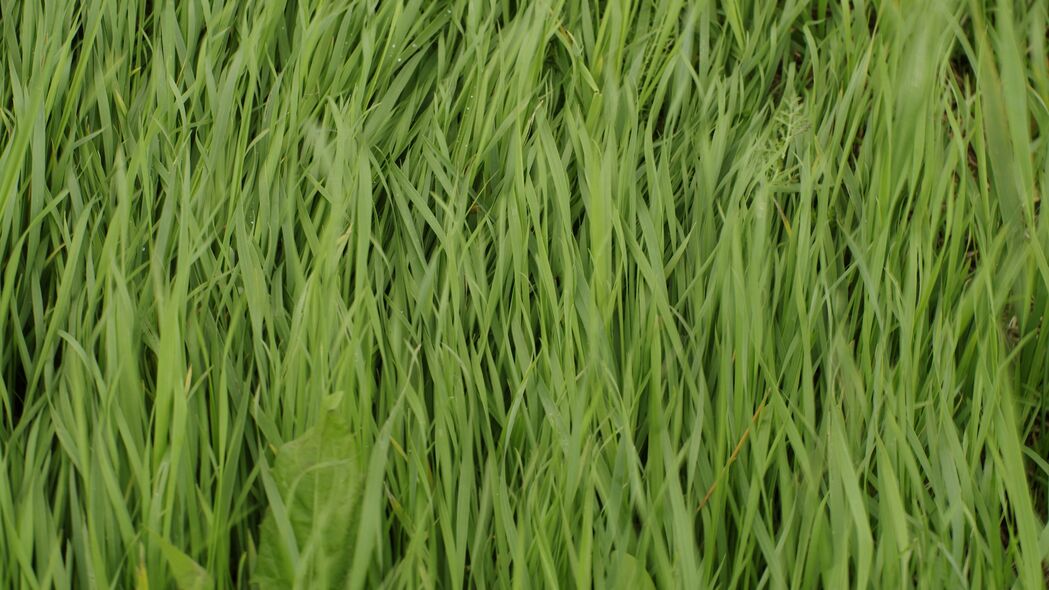 草绿生机，宏观美景尽在眼前！4K高清绿色植物壁纸，3840x2160分辨率，免费下载