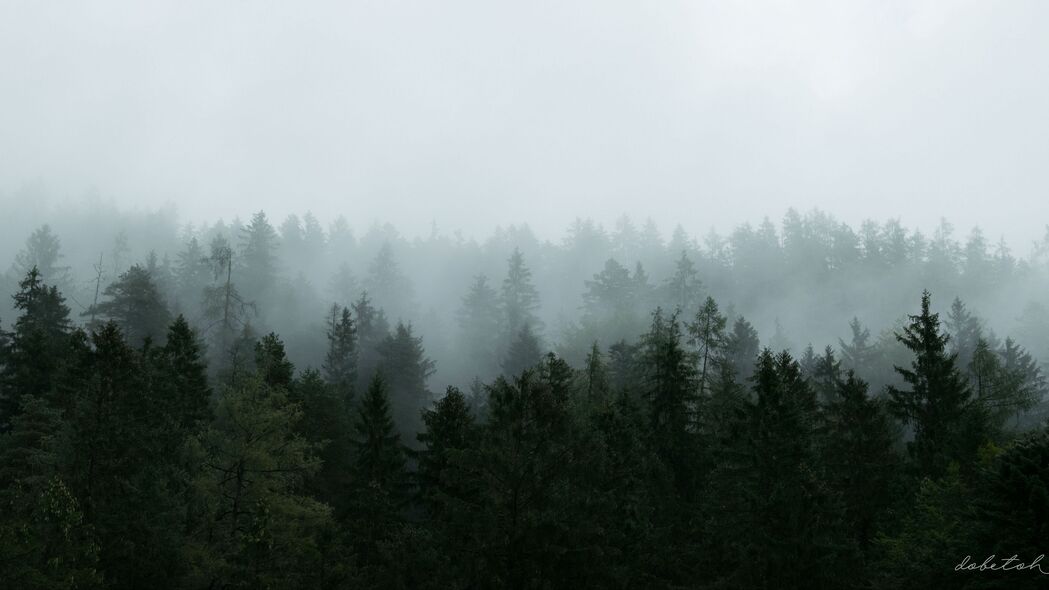 森林迷雾鸟瞰，高清4K树木自然风景壁纸（3840x2160）免费下载