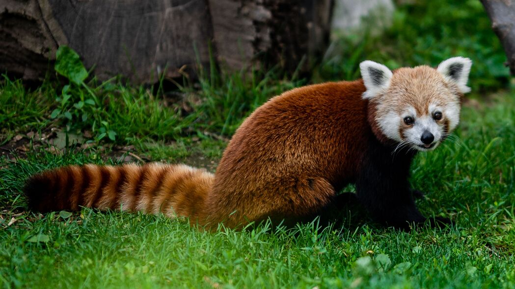 红熊猫草地瞬间，绝美4K高清壁纸，3840x2160分辨率，一键下载！