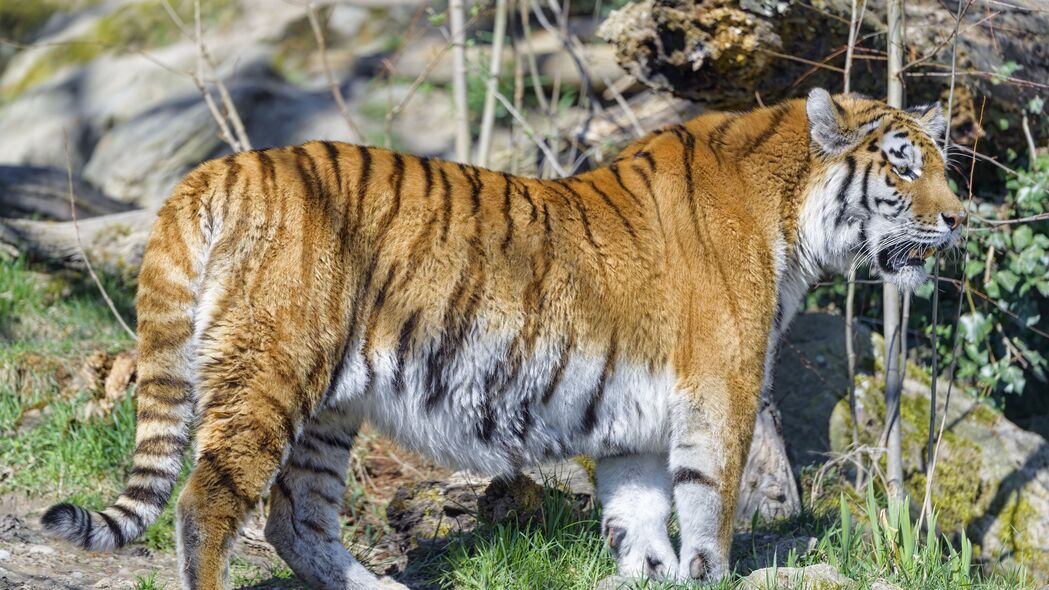 老虎捕食者大猫惊艳一瞥，4K高清壁纸，3840x2160超清下载，领略自然之美！