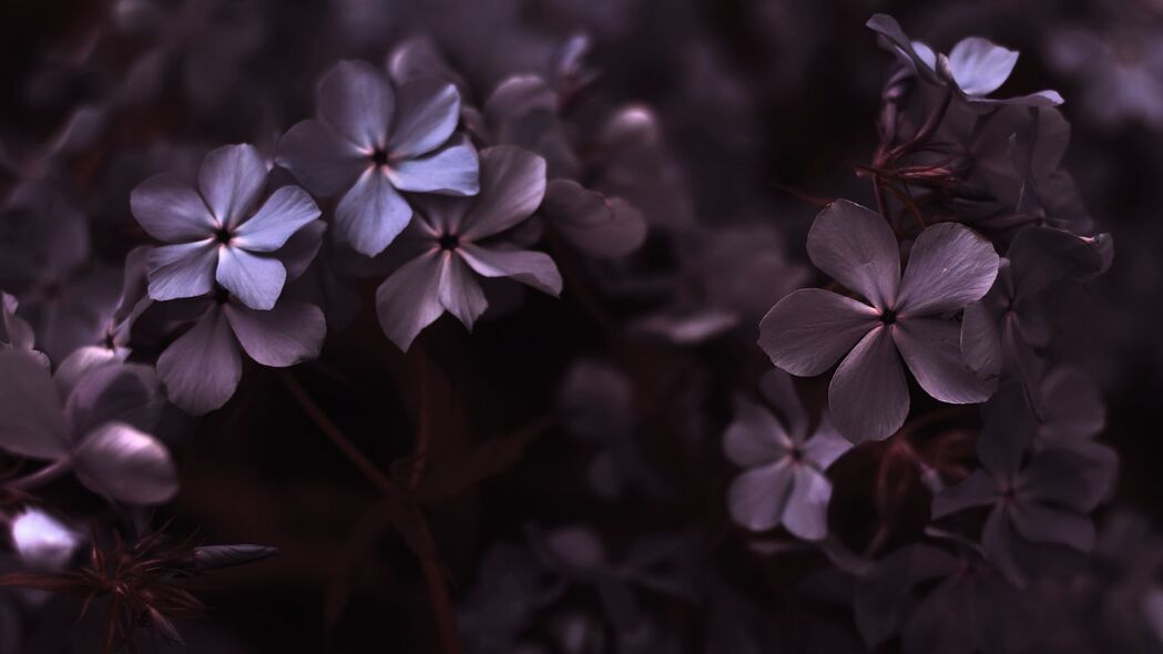 绣球花盛宴，紫色花瓣宏观美景，4K超高清3840x2160壁纸下载