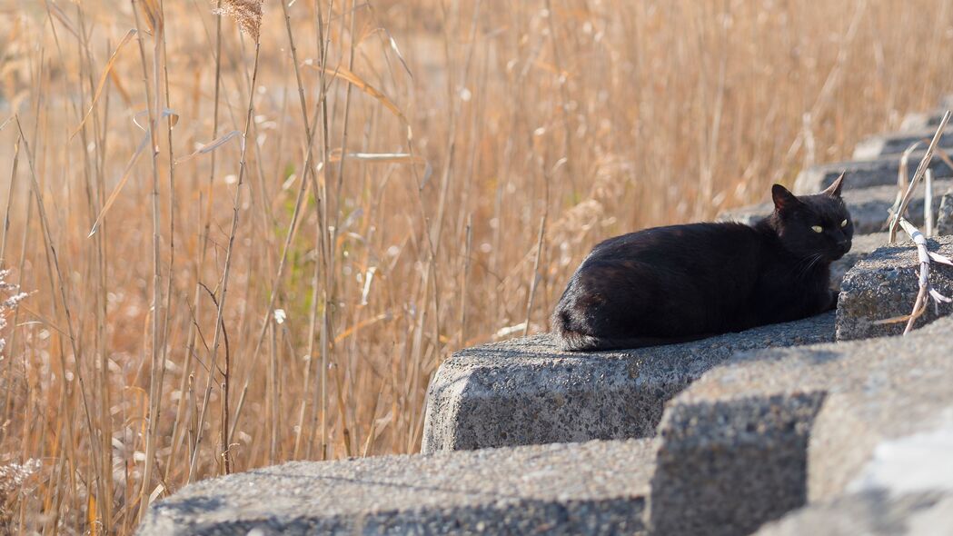 超清4K壁纸下载，猫儿嬉戏田野间，芦苇草石动物趣景