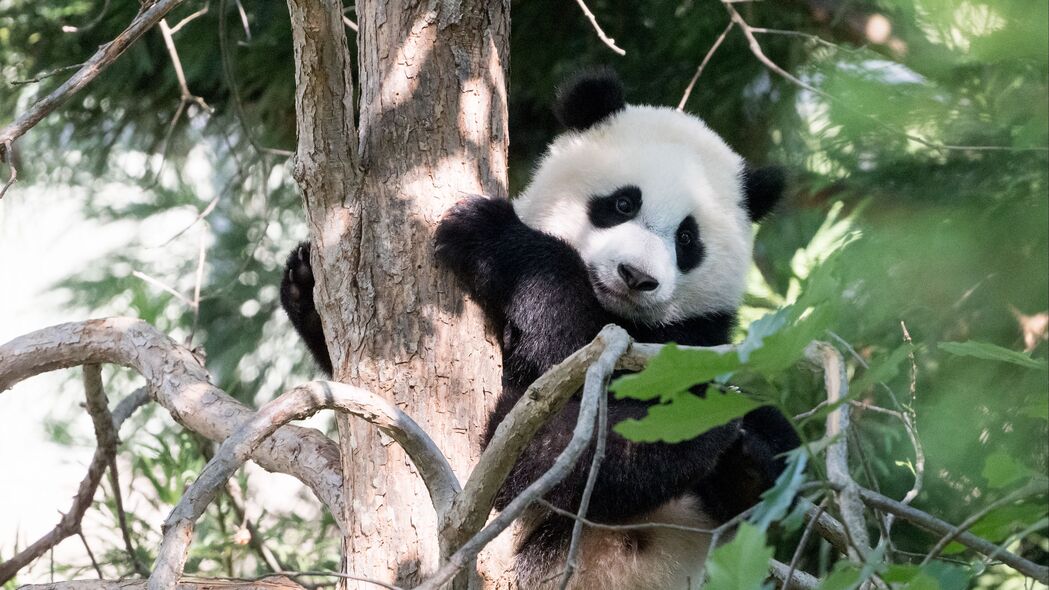 熊猫酷萌树影，可爱动物4K高清壁纸，3840x2160分辨率畅享下载