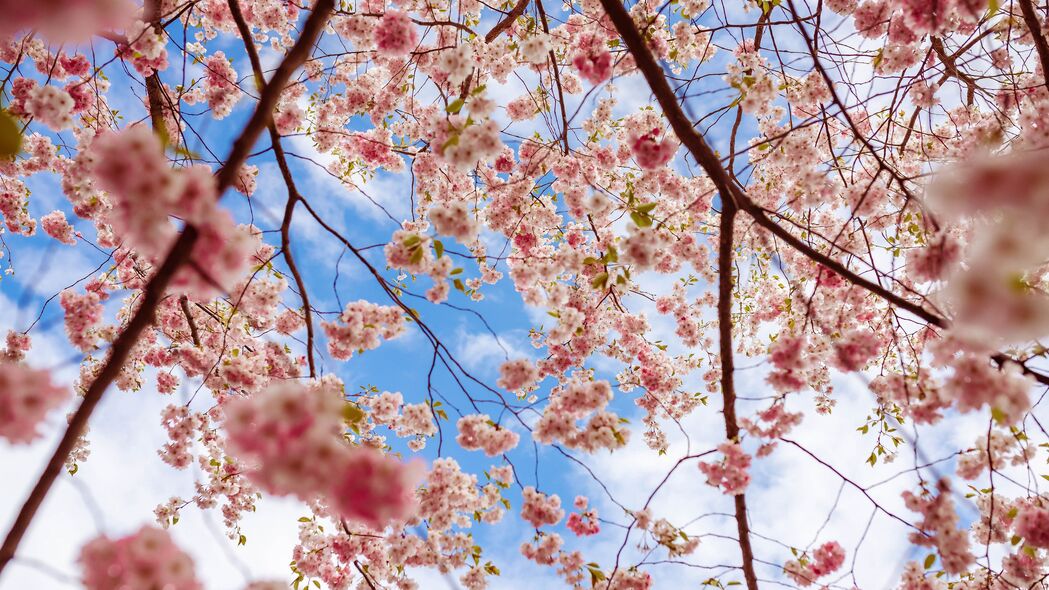 樱花盛开美景，粉红色花朵与树枝交织的4K超高清壁纸（3840x2160）免费下载