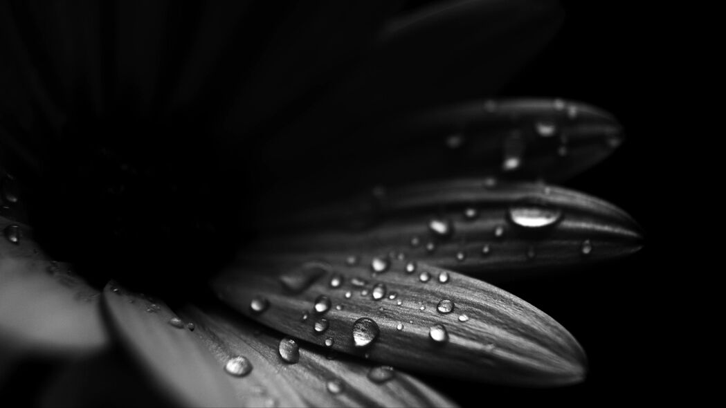 花朵微距之美，黑白水滴花瓣，4K高清壁纸3840x2160，免费下载