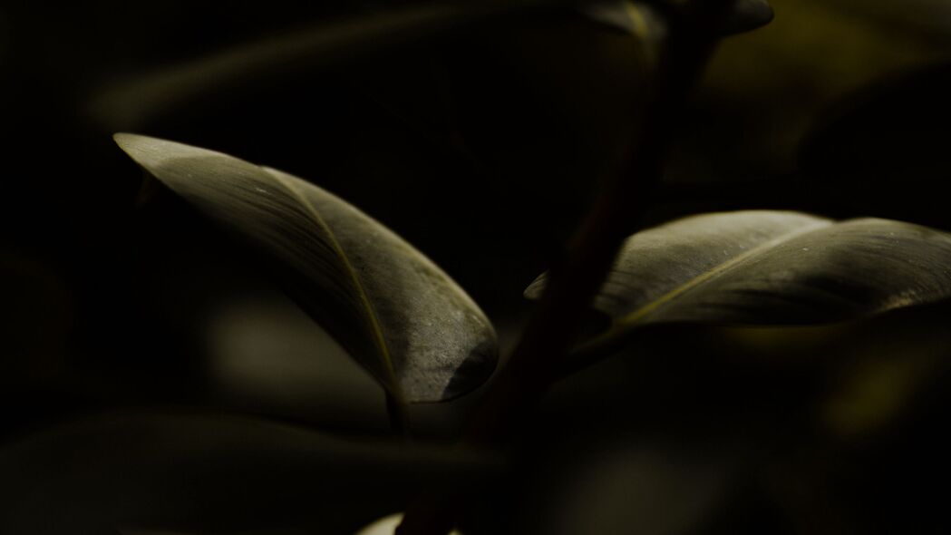 茎叶微距之美，深绿高清4K壁纸，3840x2160超清分辨率，畅享自然之韵！