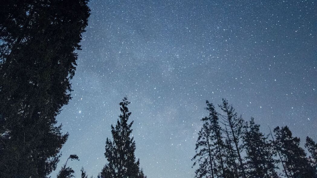 【绝美4K】夜晚星空下的森林树木，自然之美尽展无遗，高清3840x2160壁纸下载