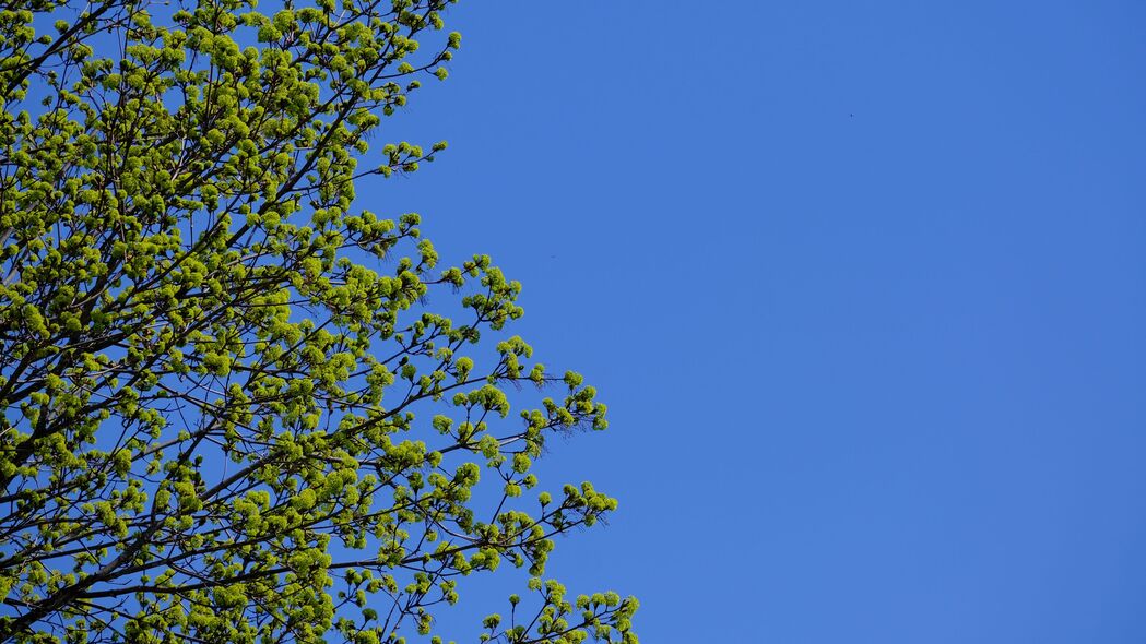 春天树枝极简天空4K高清壁纸，3840x2160分辨率美景下载