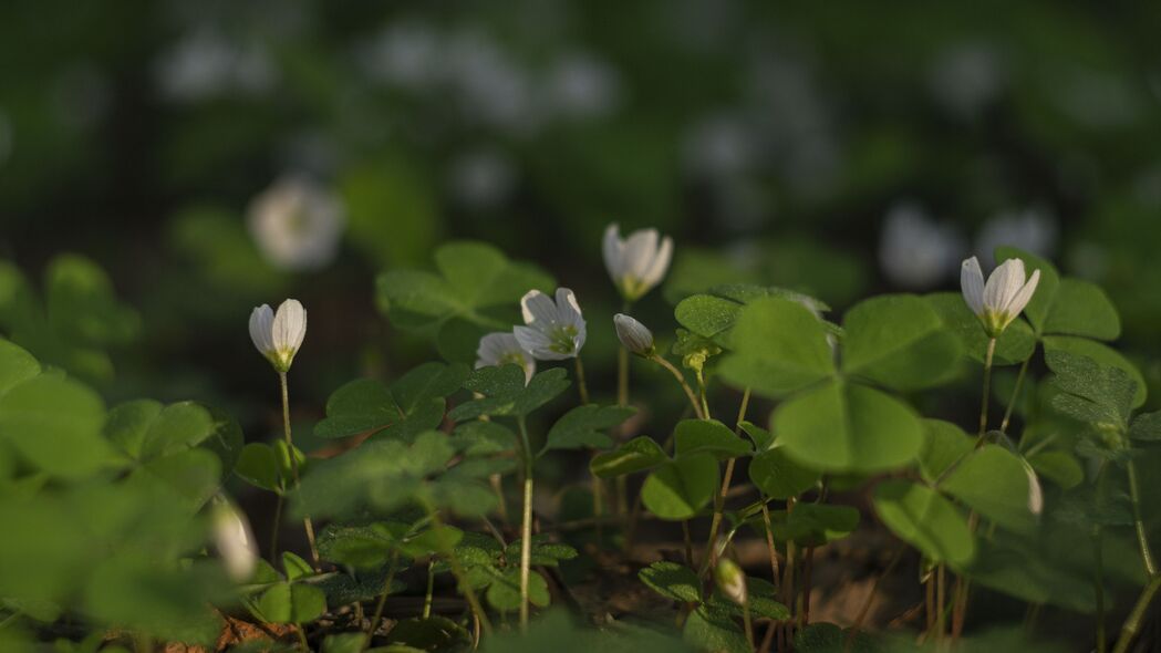 三叶草白花盛景，高清4K宏观壁纸，3840x2160极致分辨率，一键下载绝美背景图片