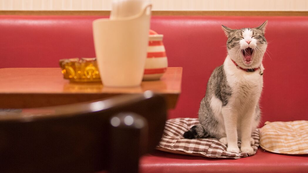 探秘萌猫打哈欠瞬间，精选高清4K壁纸，炫酷又有趣，3840x2160分辨率任你下载！
