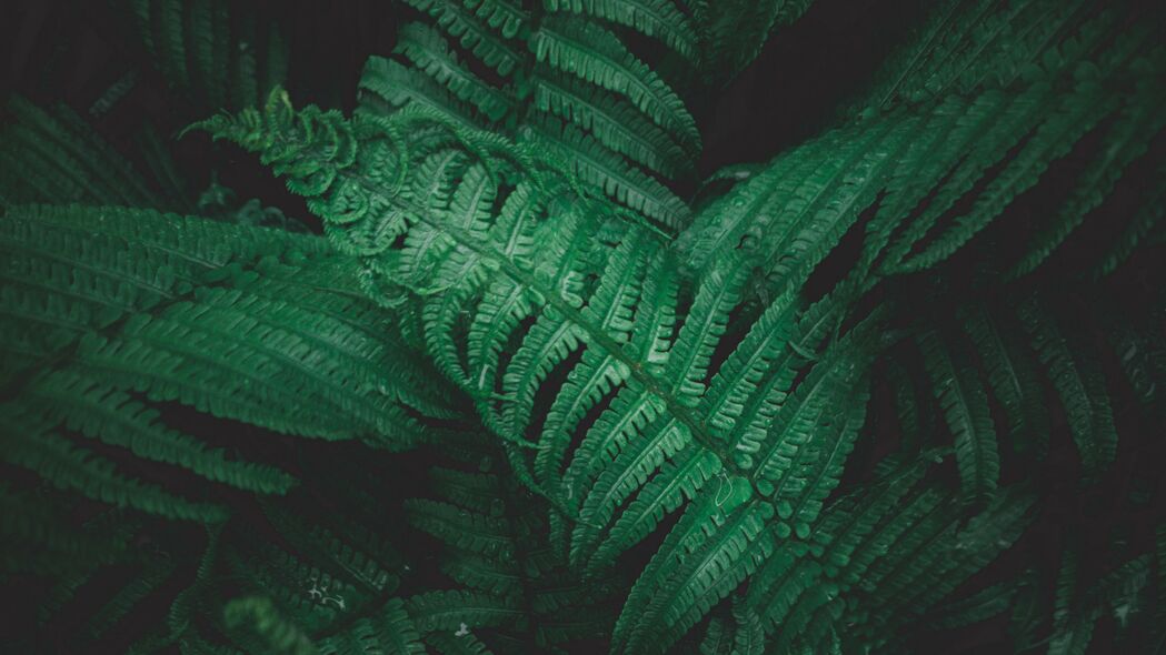 植物之美，高清4K蕨类植物叶子壁纸，3840x2160超清宏观背景图片下载
