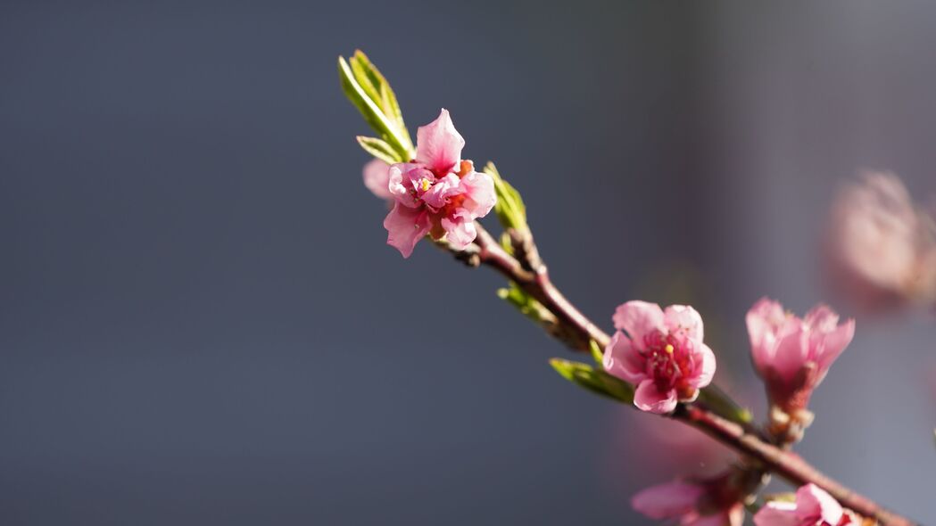 树枝花朵粉色微距，4K高清壁纸下载，绝美植物细节展现，3840x2160分辨率