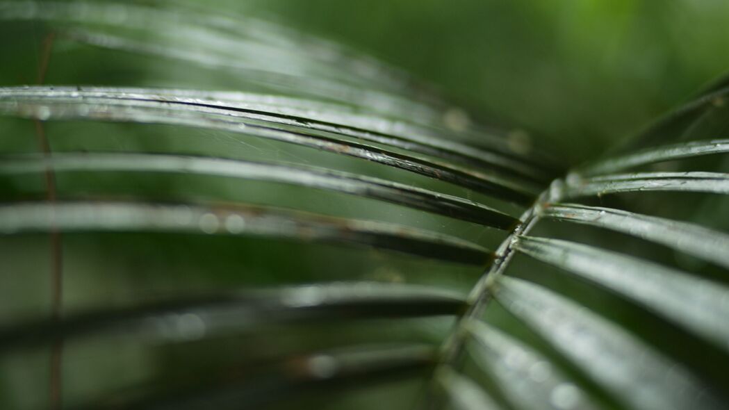 棕榈树枝绿色植物4K高清壁纸，宏观自然美景，3840x2160分辨率，免费下载