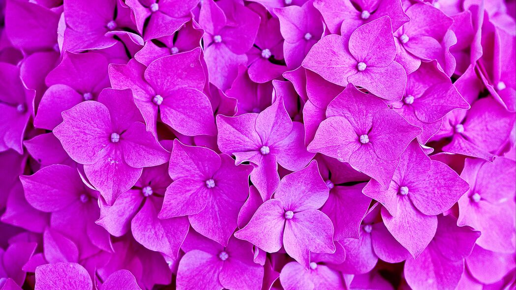 绣球花绽放之美，高清4K花瓣微距壁纸，3840x2160分辨率，惊艳你的桌面背景！
